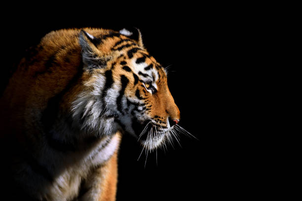 close up viso tigre isolata su sfondo nero - siberia river nature photograph foto e immagini stock
