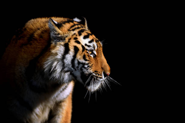 istock Close up face tiger isolated on black background 1349100594