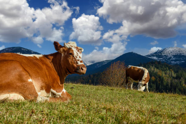 istock Brown cow on pasture in mountains 1349100595