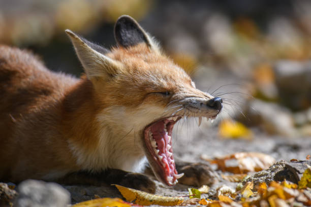 istock Red fox, vulpes vulpes in forest. Close little wild predators in natural environment 1349100633