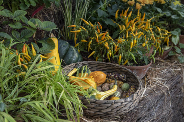 Bright pumpkins and other vegetables in a wicker basket . Bright unusual pumpkins and other vegetables in a wicker basket . unusual basket stock pictures, royalty-free photos & images