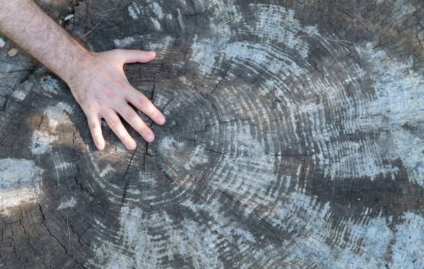 istock A hand touching the rings of a tree trunk 1349101613