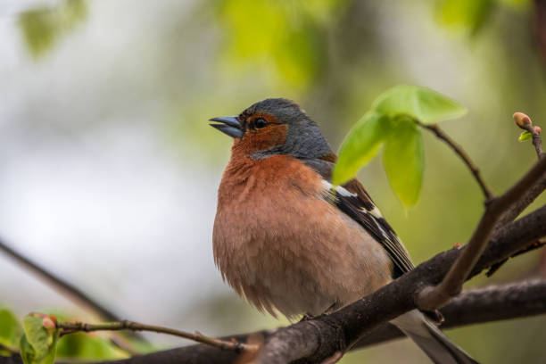 istock Common chaffinch, Fringilla coelebs, sits on a branch in spring on green background. Common chaffinch in wildlife. 1349101643