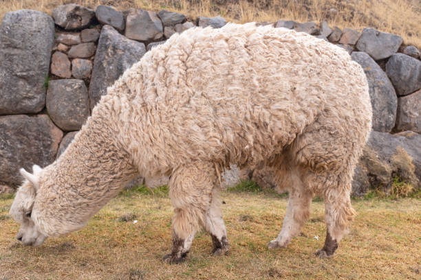 istock Image of alpacas in the Peruvian Andes. 1349102518