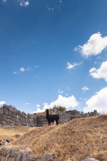 Image of alpacas in the Peruvian Andes. Alpacas in archaeology site in Cusco Peru.