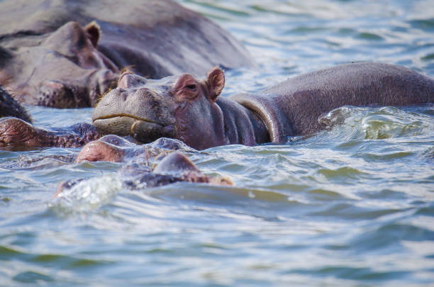 gli ippopotami nuotano nell'acqua nel lago naivasha, kenya - animal hippopotamus africa yawning foto e immagini stock