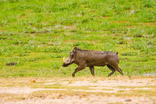vue latérale de warthog run in the wild au kenya, afrique - warthog wild animals animals and pets animal photos et images de collection