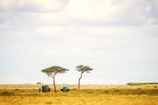 Safari in Maasai Mara plains, Kenya