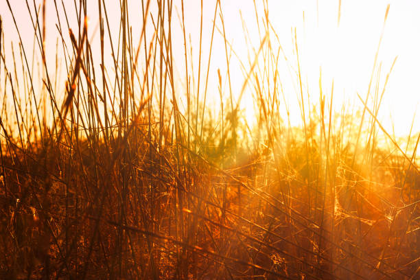 growing dry plants in the twilight