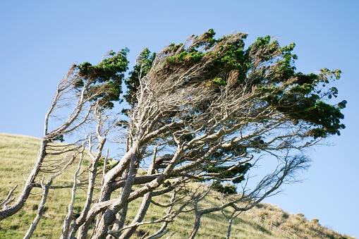 New Zealand native Kunzea ericoides or Kanuka Tree against a Rural Landscape