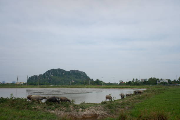 un groupe de buffles mange de l’herbe fraîche et marche sur le côté de lak avec un fond de montagne et de ciel. - african buffalo photos et images de collection