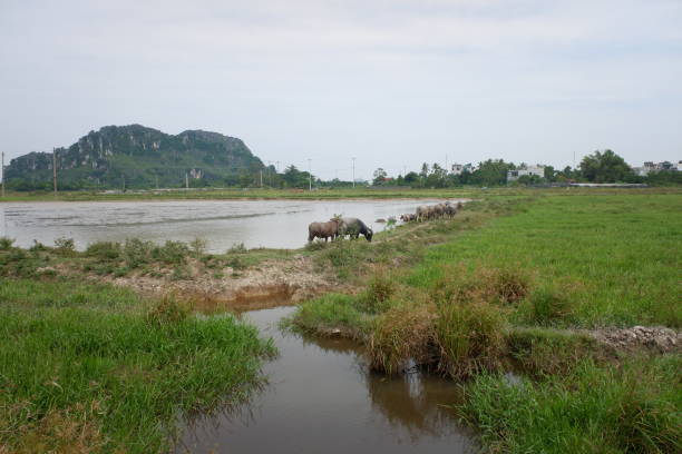 un groupe de buffles mange de l’herbe fraîche et marche sur le côté de lak avec un fond de montagne et de ciel. - african buffalo kruger national park cattle africa photos et images de collection