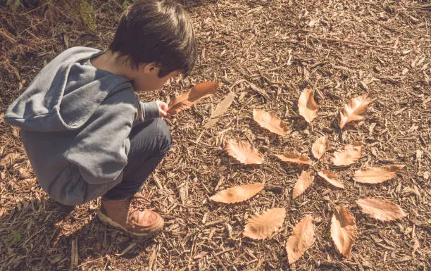 Child creating land art with autumn leaves in the forest. Creative children activity. Forest school.