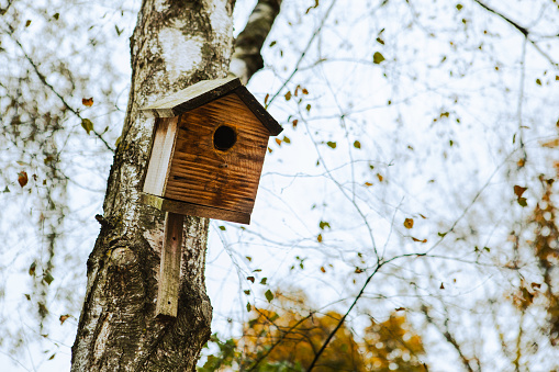 birdhouse on the tree autumn season copy space