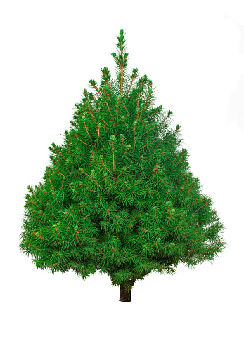 Fir tree or Christmas tree isolated on white background.