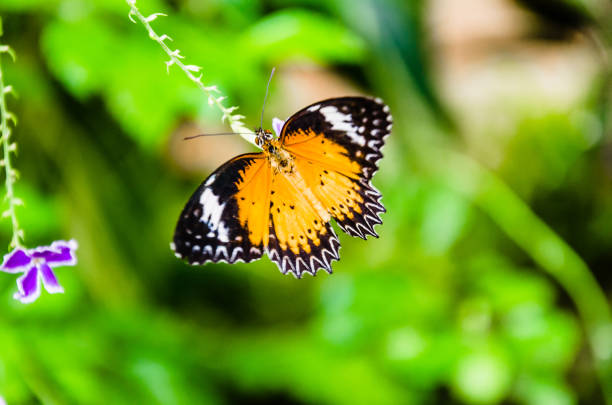 istock Female butterfly Hypolimnas Missippus, lepidopteron 1349114897