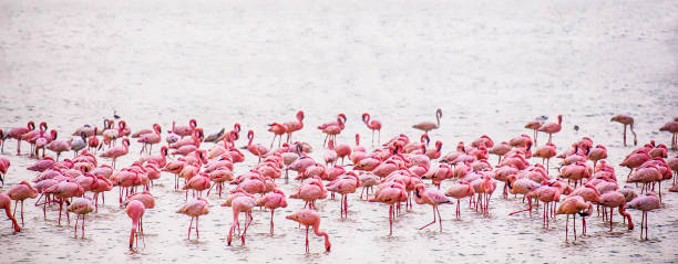 un troupeau de flamants roses dans la photo panoramique de l’eau dans le parc national d’amboseli - lake nakuru photos et images de collection