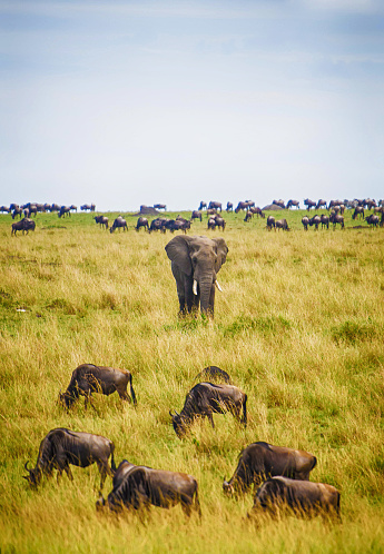 Elephant walk alone with member of the antelope family Wildebeest in Masai Mara National Reserve, Kenya