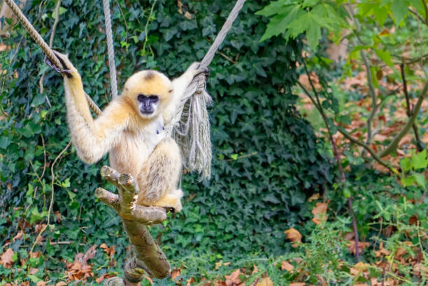 istock Great white gibbon monkey sitting on a rope in a zoo 1349114953