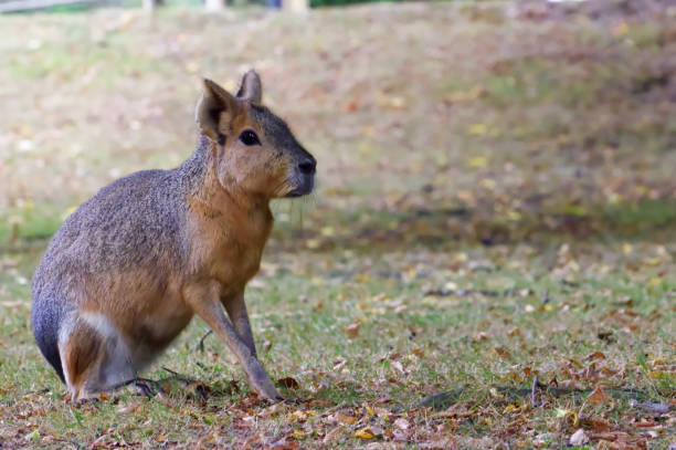 istock Small animal named Mara which is attentive in a zoological park 1349114992