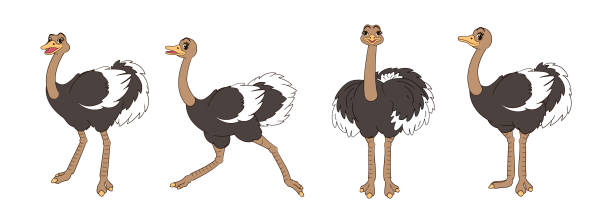 29 Emu Chick Illustrations & Clip Art - iStock | Sugar glider, Red  kangaroo, Clownfish