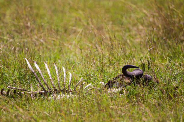 szkielet gnu niebieskiego leżący na łąkach masai mara, kenia - animal skeleton zdjęcia i obrazy z banku zdjęć