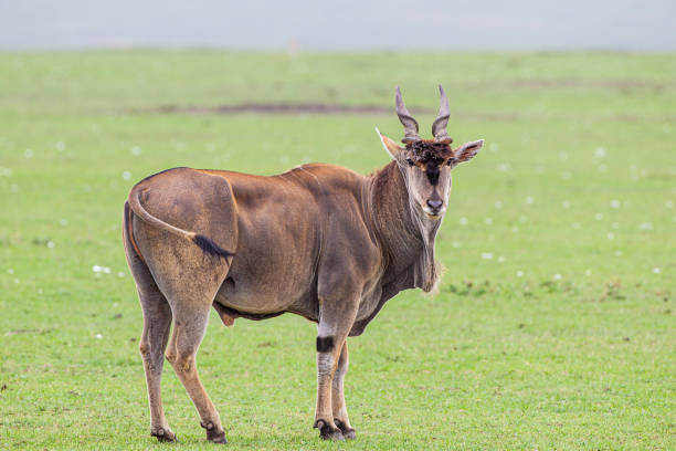 gran toro eland camina por los verdes pastizales de masai mara, kenia - eland fotografías e imágenes de stock