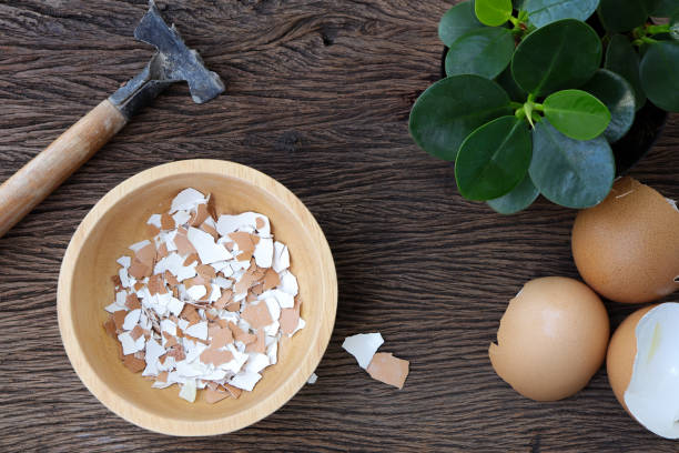 istock Group of broken egg shells on  wooden background. Recycling kitchen waste for gardening. Egg shells is applied to the tree and is a natural fertilizer. 1349116491