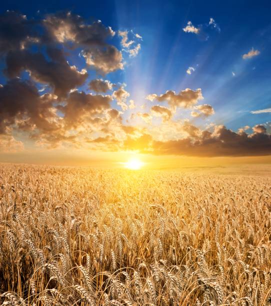 istock wheat field at the majestic sunset 1349117265