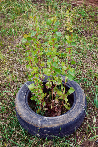 l’arbre a germé à travers un pneu en caoutchouc. catastrophe écologique, pollution de l’environnement. - concepts and ideas nature plants transportation photos et images de collection