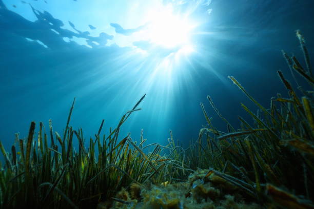 солнечный свет под водой с водорослями на морском дне - sea grass стоковые фото и изображения