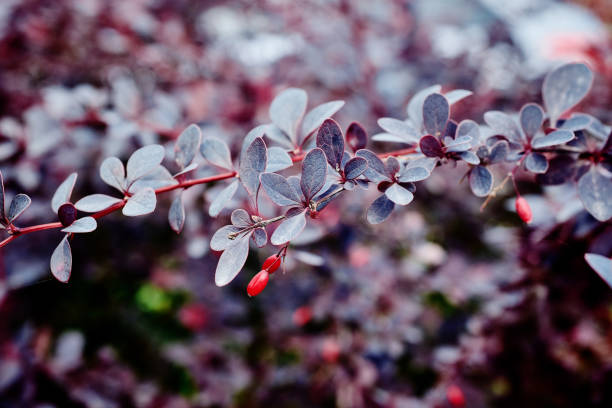 темно-красные листья барбариса тунберг осенью. красивый листовой фон. крупный план, макрос, селективная фокусировка - japanese barberry стоко�вые фото и изображения