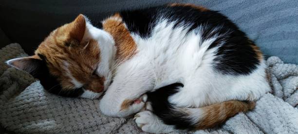 istock Cat in my house 1349118450