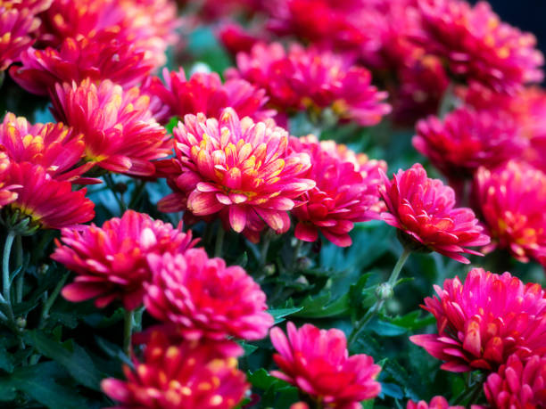 istock Pink flowers in close-up. 1349118473