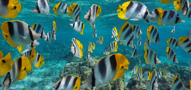 istock Tropical fish school underwater Pacific ocean 1349118699