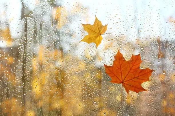 raindrops and a large red with small yellow maple leaves on the back of the window