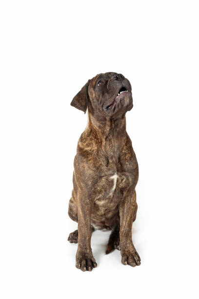 istock puppy dog isolated on white 1349119135