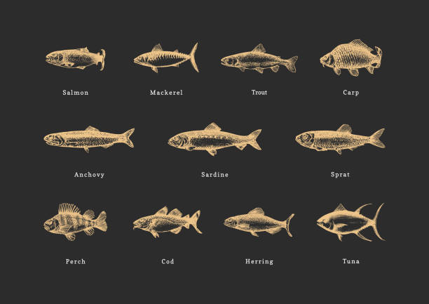 물고기, 검은 배경에 빈티지 일러스트. 인그레이빙 스타일로 설정된 해산물을 그린. 벡터에서 컬렉션을 스케치합니다. 통조림 항아리 스티커, 상점 라벨 등에 사용됩니다. - freshwater fish stock illustrations