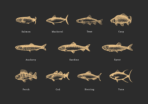 Fishes, vintage Illustrations on black background. Drawn seafood set in engraving style. Sketches collection in vector. Used for canning jar sticker, shop label etc.
