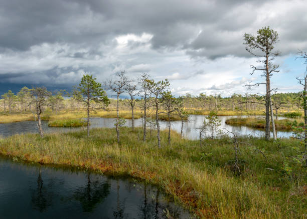 istock beautifu bog landscape before the storm 1349121681