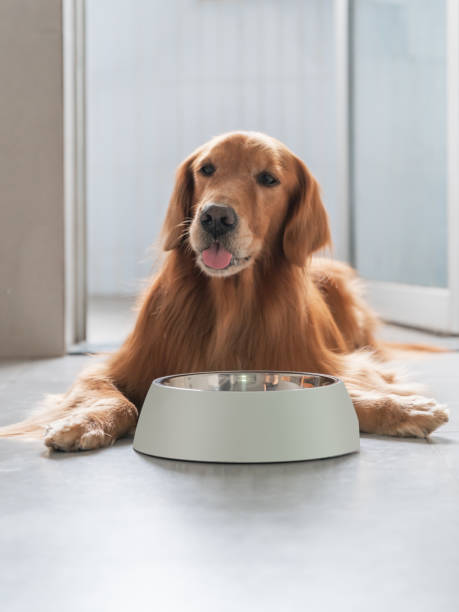 istock Golden Retriever lying on the floor and eating 1349123058