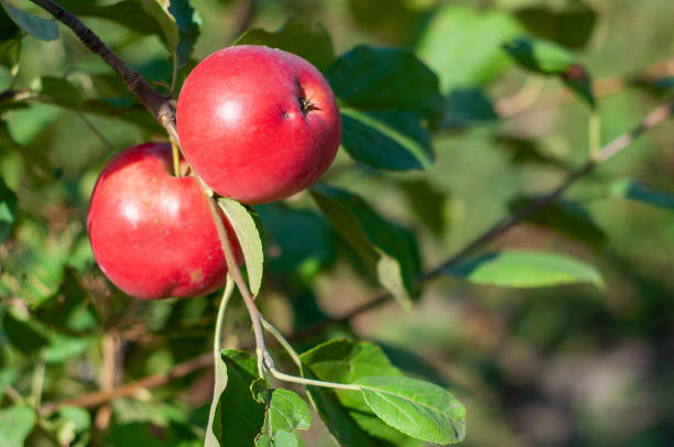 mele rosse su un ramo. frutta matura - jonathan apple foto e immagini stock