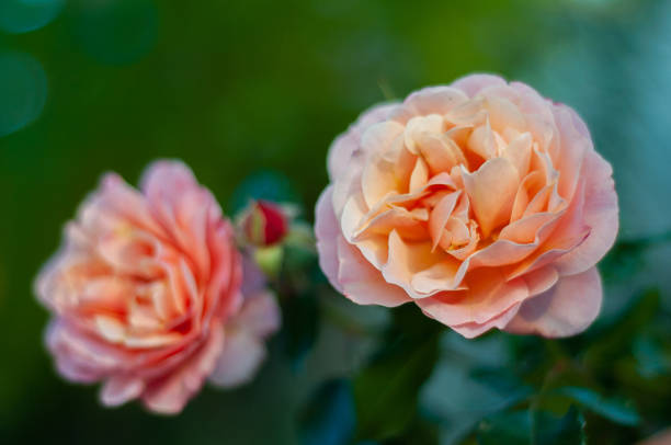 istock Beautiful delicate rose flowers close-up and blurry 1349124690