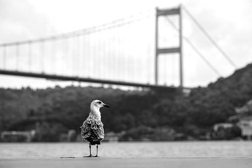 Alone seagull on the Bosphorus, Istanbul, Turkey