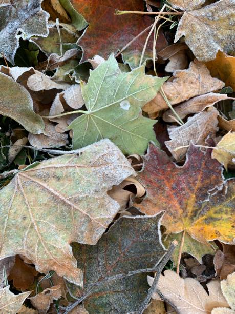 istock Frosty autumn leaves on a cold October morning 1349124860
