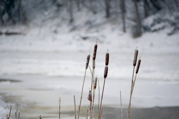 istock Reeds on a river bank in winter 1349126177