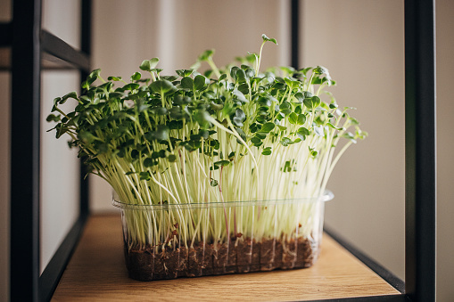 Micro pea sprouts in plastics pot on wooden shelf.