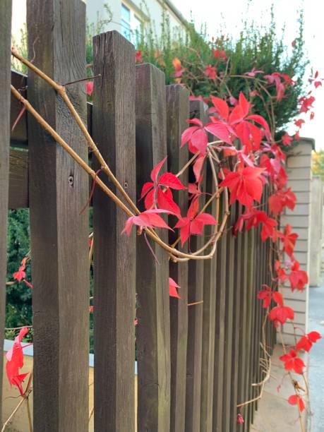 istock Red autumn leaves on a fence 1349126202