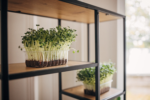 Micro pea sprouts in plastics pot on wooden shelves.