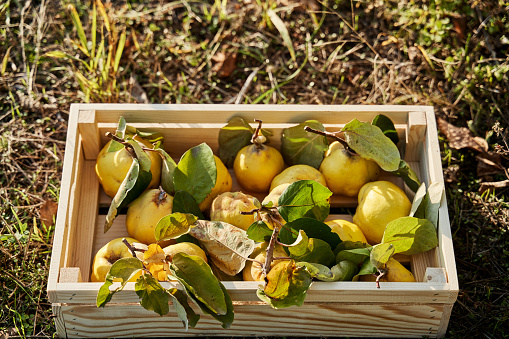 Quince harvest